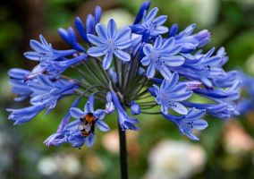 Agapanthus Blue Donau